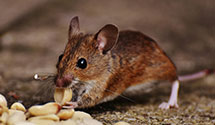 24 Hour & Emergency Exterminators in Henderson, KY